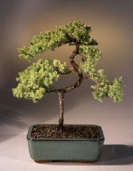 Juniper Karate Kid Bonsai Tree<br><i>(juniper procumbens 