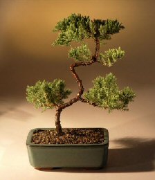 Juniper Karate Kid Bonsai Tree<br><i>(juniper procumbens 