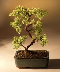 Juniper Karate Kid Bonsai Tree<br><i>(juniper procumbens 