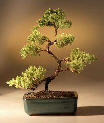 Juniper Karate Kid Bonsai Tree<br><i>(juniper procumbens 