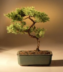 Juniper Karate Kid Bonsai Tree<br><i>(juniper procumbens 