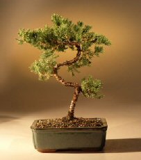 Juniper Karate Kid Bonsai Tree<br><i>(juniper procumbens 