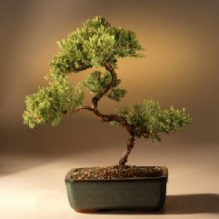 Juniper Karate Kid Bonsai Tree<br><i>(juniper procumbens 