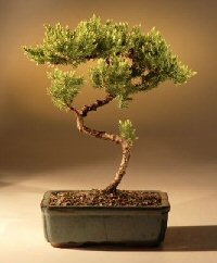 Juniper Karate Kid Bonsai Tree<br><i>(juniper procumbens 