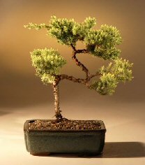 Juniper Karate Kid Bonsai Tree<br><i>(juniper procumbens 