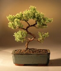 Juniper Karate Kid Bonsai Tree<br><i>(juniper procumbens 