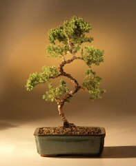 Juniper Karate Kid Bonsai Tree<br><i>(juniper procumbens 