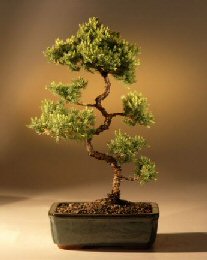 Juniper Karate Kid Bonsai Tree<br><i>(juniper procumbens 