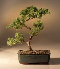 Juniper Karate Kid Bonsai Tree<br><i>(juniper procumbens 