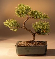 Juniper Karate Kid Bonsai Tree<br><i>(juniper procumbens 