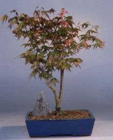 Japanese Maple Variegated Bonsai Tree<br><i>(acer pakmatum 'variegata')</i>