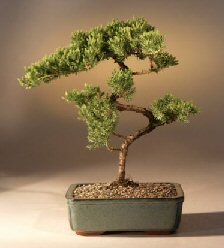 Juniper Karate Kid Bonsai Tree<br><i>(juniper procumbens 