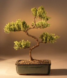 Juniper Karate Kid Bonsai Tree<br><i>(juniper procumbens 