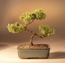 Juniper Karate Kid Bonsai Tree<br><i>(juniper procumbens 