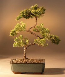 Juniper Karate Kid Bonsai Tree<br><i>(juniper procumbens 