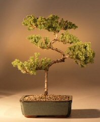 Juniper Karate Kid Bonsai Tree<br><i>(juniper procumbens 