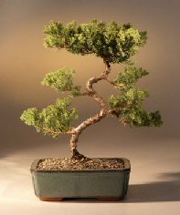 Juniper Karate Kid Bonsai Tree<br><i>(juniper procumbens 