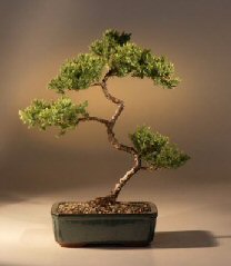 Juniper Karate Kid Bonsai Tree<br><i>(juniper procumbens 