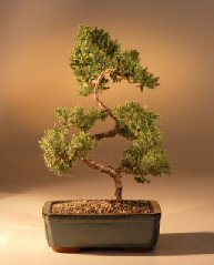 Juniper Karate Kid Bonsai Tree<br><i>(juniper procumbens 