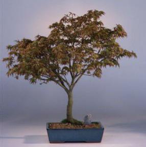 Japanese Maple Kiyohime Bonsai Tree<br><i>(acer palmatum 'kiyohime')</i>