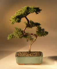 Juniper Karate Kid Bonsai Tree<br><i>(juniper procumbens 