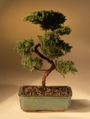 Juniper Karate Kid Bonsai Tree<br><i>(juniper procumbens 