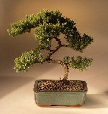 Juniper Karate Kid Bonsai Tree<br><i>(juniper procumbens 