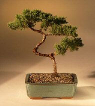 Juniper Karate Kid Bonsai Tree<br><i>(juniper procumbens 