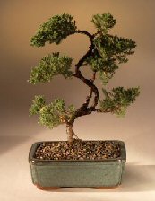 Juniper Karate Kid Bonsai Tree<br><i>(juniper procumbens 