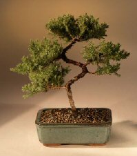 Juniper Karate Kid Bonsai Tree<br><i>(juniper procumbens 