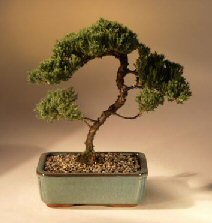 Juniper Karate Kid Bonsai Tree<br><i>(juniper procumbens 