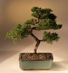 Juniper Karate Kid Bonsai Tree<br><i>(juniper procumbens 