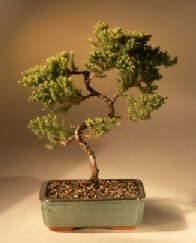 Juniper Karate Kid Bonsai Tree<br><i>(juniper procumbens 