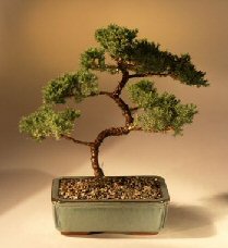 Juniper Karate Kid Bonsai Tree<br><i>(juniper procumbens 