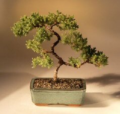 Juniper Karate Kid Bonsai Tree<br><i>(juniper procumbens 