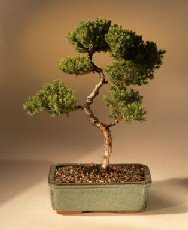 Juniper Karate Kid Bonsai Tree<br><i>(juniper procumbens 