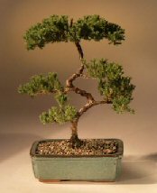 Juniper Karate Kid Bonsai Tree<br><i>(juniper procumbens 