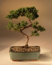 Juniper Karate Kid Bonsai Tree<br><i>(juniper procumbens 