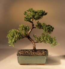 Juniper Karate Kid Bonsai Tree<br><i>(juniper procumbens 