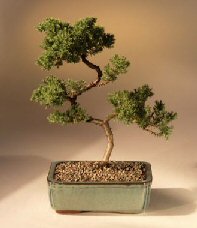 Juniper Karate Kid Bonsai Tree<br><i>(juniper procumbens 