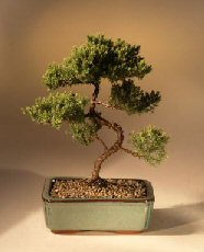 Juniper Karate Kid Bonsai Tree<br><i>(juniper procumbens 