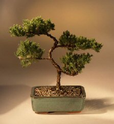 Juniper Karate Kid Bonsai Tree<br><i>(juniper procumbens 