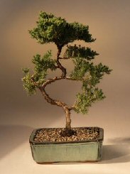 Juniper Karate Kid Bonsai Tree<br><i>(juniper procumbens 