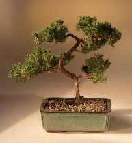 Juniper Karate Kid Bonsai Tree<br><i>(juniper procumbens 