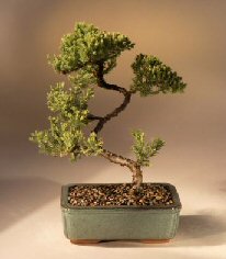 Juniper Karate Kid Bonsai Tree<br><i>(juniper procumbens 