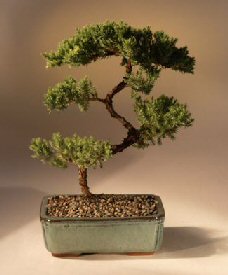 Juniper Karate Kid Bonsai Tree<br><i>(juniper procumbens 