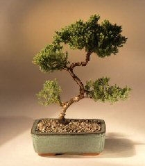 Juniper Karate Kid Bonsai Tree<br><i>(juniper procumbens 