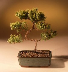 Juniper Karate Kid Bonsai Tree<br><i>(juniper procumbens 