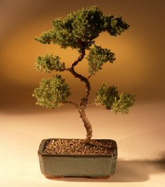 Juniper Karate Kid Bonsai Tree<br><i>(juniper procumbens 