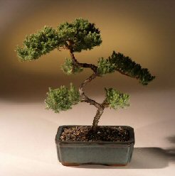 Juniper Karate Kid Bonsai Tree<br><i>(juniper procumbens 